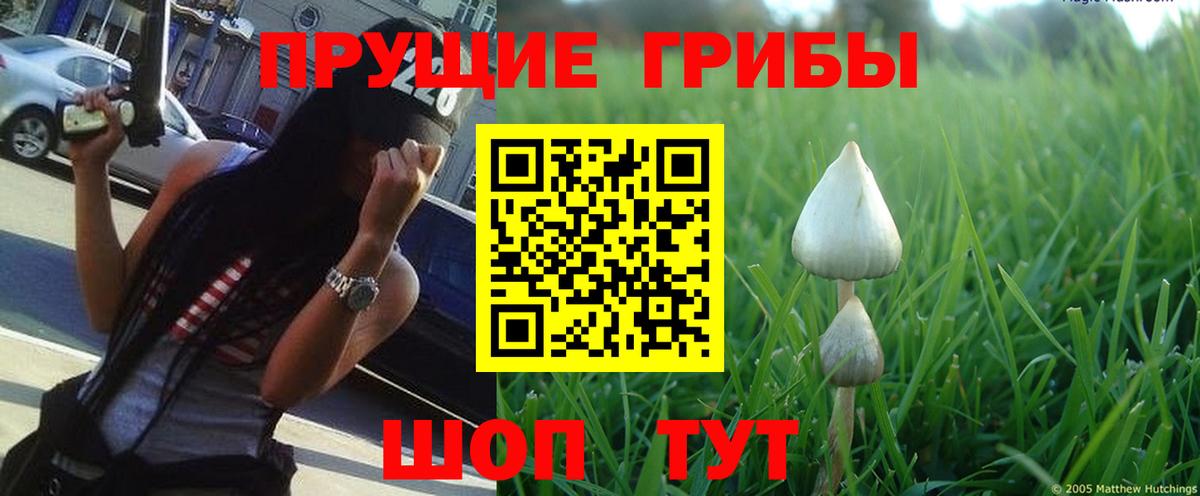 Псилоцибиновые грибы GOLDEN TEACHER Елабуга